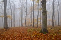  Beech Wood