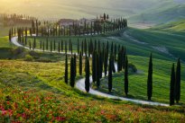 P. Baccoleno