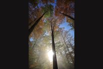 In the beech forest