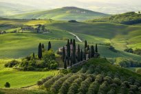 P. Belvedere