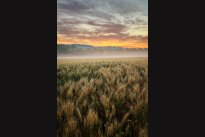 Summer morning
