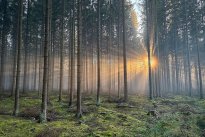Sunlights in the forest