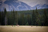 Banff, national park