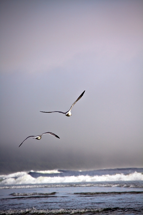 Pacific Rim, national parkn, Vencouver island