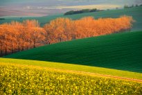 Moravian Fields