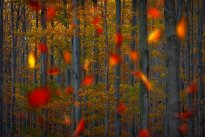 November