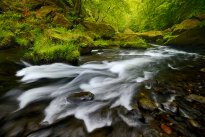 Spring brook