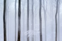 Frozen forest