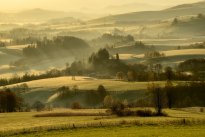 Golden morning