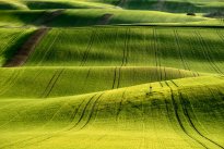 Moravian fields