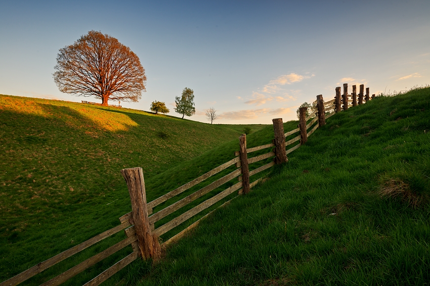 The King of Trees Tomáš Holub