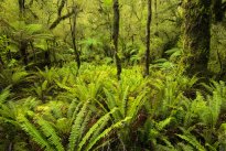 Pralesní Fiordland