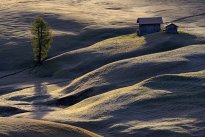 Alpine pastureland